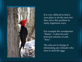 It is very difficult to find a
sure place to do the nest, but
they solve this problem in
many ingenious ways.


For example the woodpecker
“Rufau“, it does his nest
between colonies of ants
“fury“.

The ants are in charge of
eliminating any intruder who
tries to steal the eggs.
 