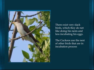 There exist very slack
birds, which they do not
like doing his nests and
less incubating his eggs.

The Cuckoos use the nest
of other birds that are in
incubation process
 