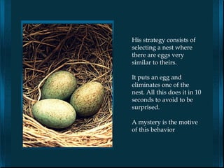 His strategy consists of
selecting a nest where
there are eggs very
similar to theirs.

It puts an egg and
eliminates one of the
nest. All this does it in 10
seconds to avoid to be
surprised.

A mystery is the motive
of this behavior
 