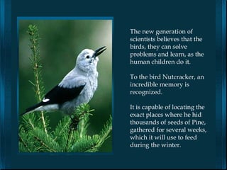 The new generation of
scientists believes that the
birds, they can solve
problems and learn, as the
human children do it.

To the bird Nutcracker, an
incredible memory is
recognized.

It is capable of locating the
exact places where he hid
thousands of seeds of Pine,
gathered for several weeks,
which it will use to feed
during the winter.
 