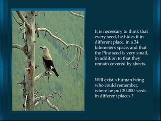It is necessary to think that
every seed, he hides it in
different place, in a 24
kilometers space, and that
the Pine seed is very small,
in addition to that they
remain covered by sheets.


Will exist a human being
who could remember,
where he put 30,000 seeds
in different places ?.
 