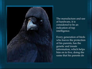 The manufacture and use
of hardware, it is
considered to be an
indication of top
intelligence.

Every generation of birds
who leaves the protection
of his parents, has the
genetic and innate
information, which helps
him on to live, doing the
same that his parents do
 
