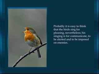 Probably it is easy to think
that the birds sing for
pleasing, nevertheless; his
singing is for communicate, to
be alerted and to be imposed
on enemies.
 