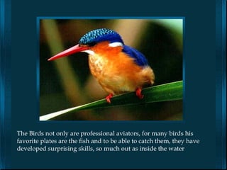 The Birds not only are professional aviators, for many birds his
favorite plates are the fish and to be able to catch them, they have
developed surprising skills, so much out as inside the water
 