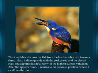 The Kingfisher discerns the fish from the low branches of a tree or a
shrub. Next, it dives quickly with the peak ahead and the closed
eyes, and captures his detainee with the highest success valuation.
After the apprehension, it returns to his previous position, where it
swallows the piece.
 