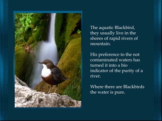 The aquatic Blackbird,
they usually live in the
shores of rapid rivers of
mountain.

His preference to the not
contaminated waters has
turned it into a bio
indicator of the purity of a
river.

Where there are Blackbirds
the water is pure.
 