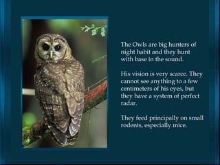 The Owls are big hunters of
night habit and they hunt
with base in the sound.

His vision is very scarce. They
cannot see anything to a few
centimeters of his eyes, but
they have a system of perfect
radar.

They feed principally on small
rodents, especially mice.
 
