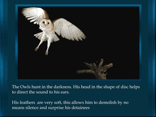 The Owls hunt in the darkness. His head in the shape of disc helps
to direct the sound to his ears.

His feathers are very soft, this allows him to demolish by no
means silence and surprise his detainees
 