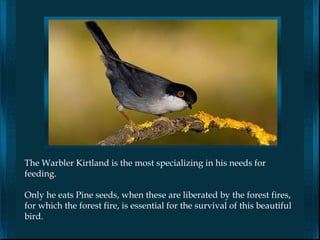 The Warbler Kirtland is the most specializing in his needs for
feeding.

Only he eats Pine seeds, when these are liberated by the forest fires,
for which the forest fire, is essential for the survival of this beautiful
bird.
 