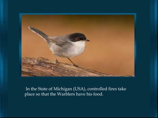 In the State of Michigan (USA), controlled fires take
place so that the Warblers have his food.
 