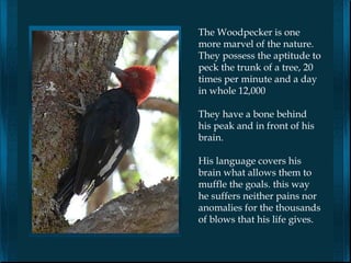 The Woodpecker is one
more marvel of the nature.
They possess the aptitude to
peck the trunk of a tree, 20
times per minute and a day
in whole 12,000

They have a bone behind
his peak and in front of his
brain.

His language covers his
brain what allows them to
muffle the goals. this way
he suffers neither pains nor
anomalies for the thousands
of blows that his life gives.
 