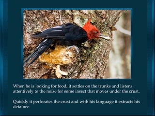When he is looking for food, it settles on the trunks and listens
attentively to the noise for some insect that moves under the crust.

Quickly it perforates the crust and with his language it extracts his
detainee.
 