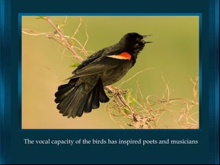 The vocal capacity of the birds has inspired poets and musicians
 