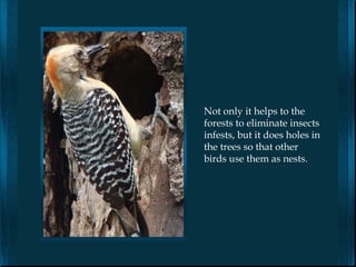 Not only it helps to the
forests to eliminate insects
infests, but it does holes in
the trees so that other
birds use them as nests.
 