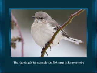 The nightingale for example has 300 songs in his repertoire
 