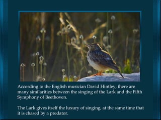 According to the English musician David Hintley, there are
many similarities between the singing of the Lark and the Fifth
Symphony of Beethoven.

The Lark gives itself the luxury of singing, at the same time that
it is chased by a predator.
 