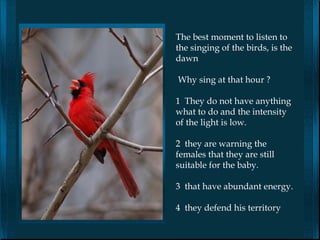 The best moment to listen to
the singing of the birds, is the
dawn

Why sing at that hour ?

1 They do not have anything
what to do and the intensity
of the light is low.

2 they are warning the
females that they are still
suitable for the baby.

3 that have abundant energy.

4 they defend his territory
 