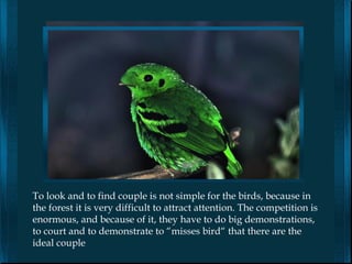 To look and to find couple is not simple for the birds, because in
the forest it is very difficult to attract attention. The competition is
enormous, and because of it, they have to do big demonstrations,
to court and to demonstrate to “misses bird“ that there are the
ideal couple
 