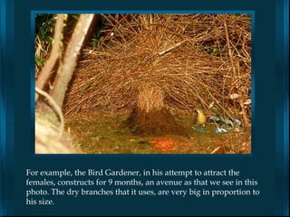 For example, the Bird Gardener, in his attempt to attract the
females, constructs for 9 months, an avenue as that we see in this
photo. The dry branches that it uses, are very big in proportion to
his size.
 