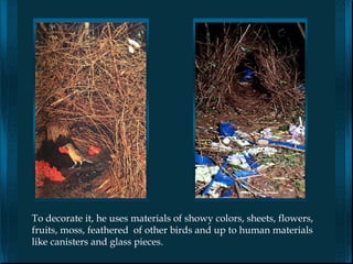 To decorate it, he uses materials of showy colors, sheets, flowers,
fruits, moss, feathered of other birds and up to human materials
like canisters and glass pieces.
 