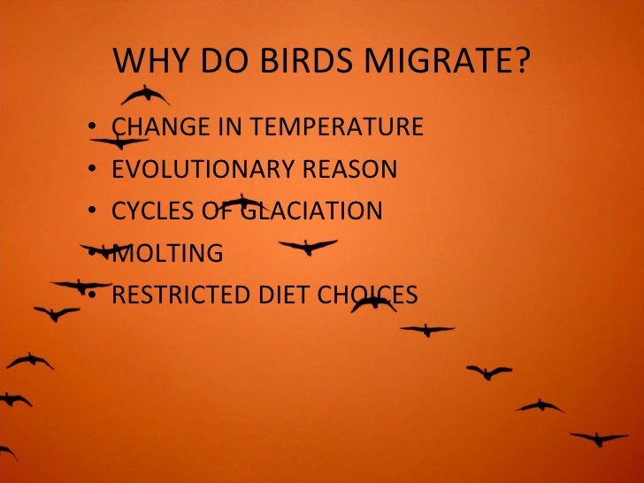 bird migration bird migration