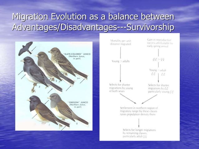 birdmigration.ppt