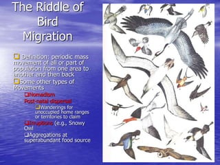 The Riddle of
Bird
Migration
 Definition: periodic mass
movement of all or part of
population from one area to
another and then back
Some other types of
Movements
Nomadism
Post-natal dispersal
Wanderings for
unoccupied home ranges
or territories to claim
Irruptions (e.g., Snowy
Owl
Aggregations at
superabundant food source
 