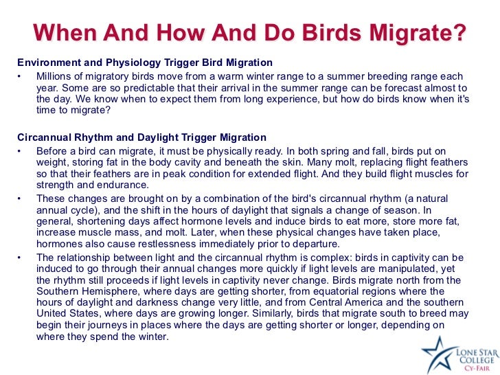 bird migration presentation bird migration presentation