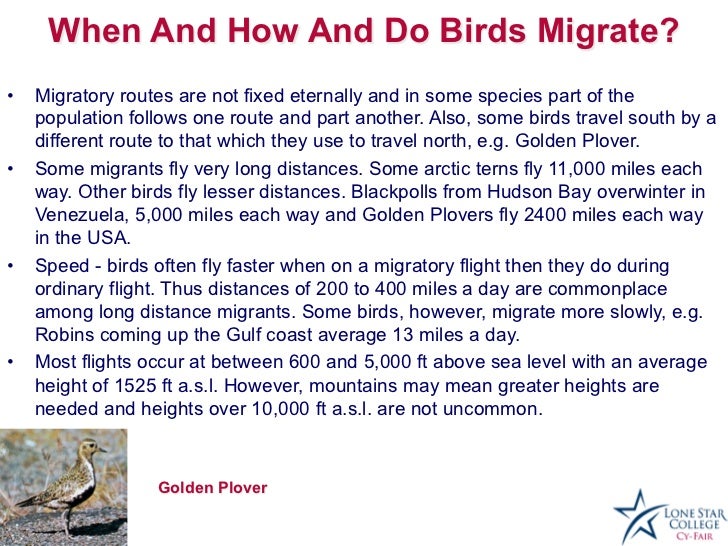 bird migration presentation bird migration presentation
