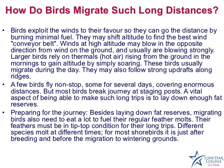 bird migration presentation bird migration presentation