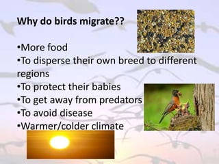 Bird Migration
Why do birds migrate??
•More food
•To disperse their own breed to different
regions
•To protect their babies
•To get away from predators
•To avoid disease
•Warmer/colder climate
 