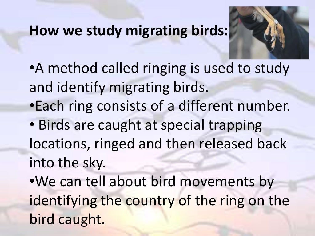migration of birds short essay