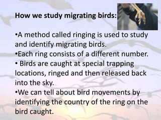 How we study migrating birds:
•A method called ringing is used to study
and identify migrating birds.
•Each ring consists of a different number.
• Birds are caught at special trapping
locations, ringed and then released back
into the sky.
•We can tell about bird movements by
identifying the country of the ring on the
bird caught.
 