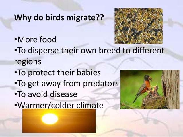bird-migration-powerpoint