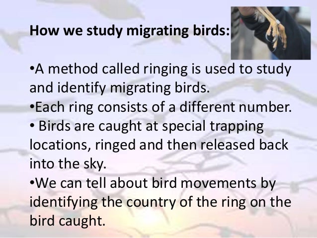 bird migration powerpoint bird migration powerpoint