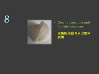 • Now the nest is ready 
for sale/consume. 
• 完整的燕盏可以出售或 
食用 
 