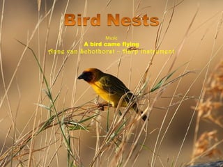 Music
A bird came flying
Anne van Schothorst – Harp instrument
 