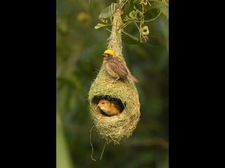 Bird nests