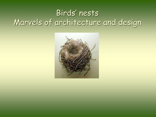 Birds’ nests
Marvels of architecture and design
 
