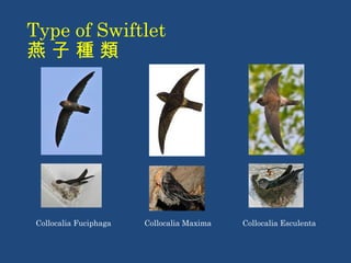 Type of Swiftlet 
燕 子 種 類 
Collocalia Fuciphaga Collocalia Maxima Collocalia Esculenta 
 