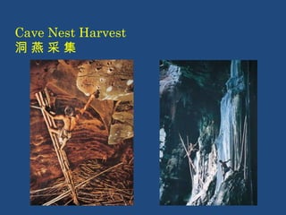Cave Nest Harvest 
洞 燕 采 集 
 