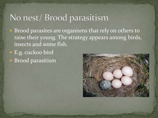  Brood parasites are organisms that rely on others to
raise their young. The strategy appears among birds,
insects and some fish.
 E.g. cuckoo bird
 Brood parasitism
 