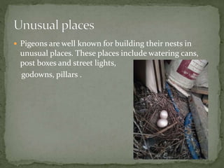  Pigeons are well known for building their nests in
unusual places. These places include watering cans,
post boxes and street lights,
godowns, pillars .
 