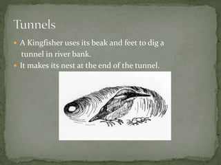  A Kingfisher uses its beak and feet to dig a
tunnel in river bank.
 It makes its nest at the end of the tunnel.
 