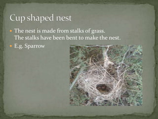Bird nest type and nesting behaviour in birds | PPTX