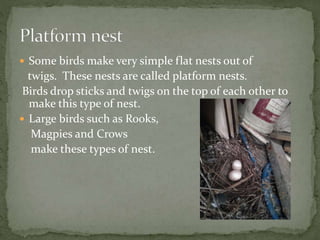 Bird nest type and nesting behaviour in birds