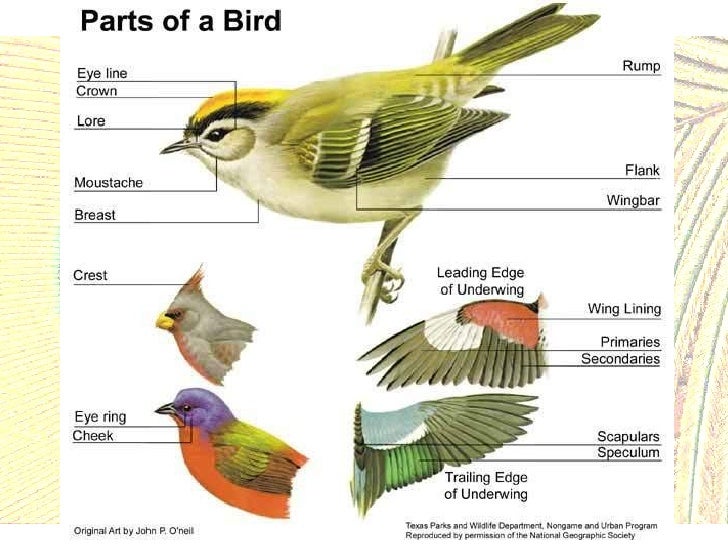 Bird notes Notes on Class Aves, including flight, calls, migratory p…