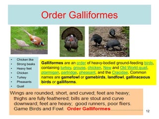Bird orders | PPSX