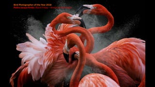 Bird Photographer of the Year 2018
Pedro Jarque Krebs: Black Friday – American Flamingos
 