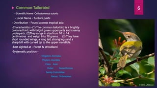  Common Tailorbird
- Scientific Name -Orthotommus sutoriu
- Local Name - Tuntuni pakhi
- Distribution - Found accross tropical asia
-Characteristics -(1) The common tailorbird is a brightly
coloured bird, with bright green upperparts and creamy
underparts. (2)They range in size from 10 to 14
centimetres and weigh 6 to 10 grams . (3) They have
short rounded wings, a long tail, strong legs and a
sharp bill with curved tip to the upper mandible.
-Best sighted at - Forest & Woodland
-Systematic position -
Kingdom: Animalia
Phylum: chordata
Class: Aves
Order: Passeriformes
Family:Cisticolidae
Genus: Orthotomus
6
 